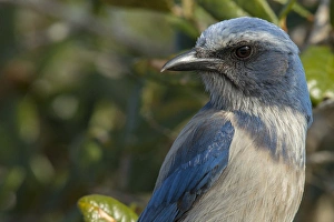 Parks Prints: Scrub Jay, Aphelocoma coerulescens, Merritt island NWR, Florida, USA