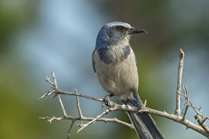 Parks Prints: Scrub Jays, Aphelocoma coerulescens, Merritt island NWR, Florida, USA