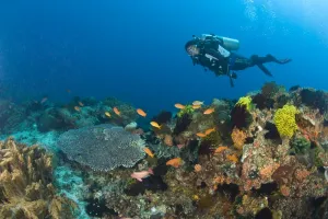 Images Dated 28th February 2008: Scuba Diver at Apo Island, 10km from Dumaguete, capital of Negro Oriental Island