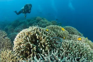 Diver Prints: Scuba Diver & Sea Snake (Laticauda colubrina) at Apo Island, 10km from Dumaguete