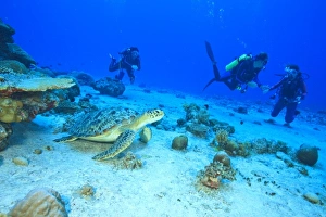 Images Dated 30th March 2010: Scuba divers, Green Sea Turtle (Chelonia mydas), North Huvadhoo Atoll, Southern Maldives
