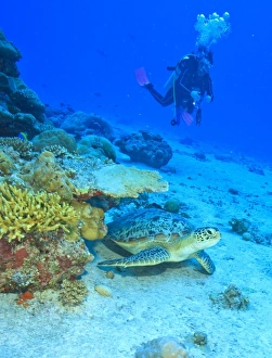 Uninhabited Prints: Scuba divers, Green Sea Turtle (Chelonia mydas), North Huvadhoo Atoll, Southern Maldives