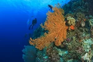 Images Dated 31st May 2007: Scuba divers at Tukang Besi Marine Preserve, pristine reefs near Wakatobi Diver Resort