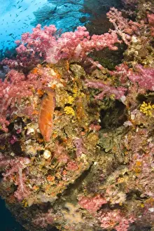 Scuba Diving Prints: Scuba diving at Richelieu Rock