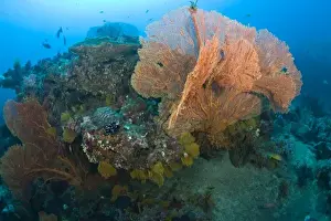 Gorgonian Prints: Scuba diving at Tachai Pinnacle, Similan National Marine Park, just North of Phuket