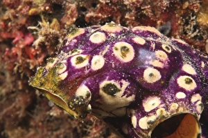 Images Dated 1st June 2007: Scuba Diving at Tukang Besi / Wakatobi Archipelago Marine Preserve, South Sulawesi, Indonesia, S