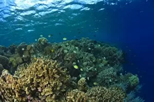 Images Dated 5th June 2007: Scuba Diving at Tukang Besi / Wakatobi Archipelago Marine Preserve, South Sulawesi, Indonesia, S