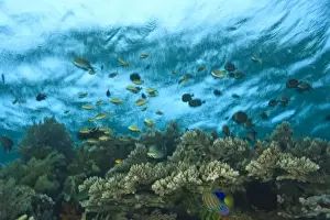 Images Dated 3rd June 2007: Scuba Diving at Tukang Besi / Wakatobi Archipelago Marine Preserve