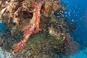 Scuba Diving at Tukang Besi / Wakatobi Archipelago Marine Preserve, South Sulawesi, Indonesia, S