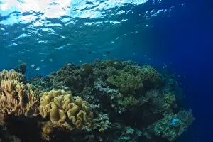 Images Dated 5th June 2007: Scuba Diving at Tukang Besi / Wakatobi Archipelago Marine Preserve