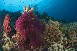 Images Dated 2nd June 2007: Scuba Diving at Tukang Besi / Wakatobi Archipelago Marine Preserve