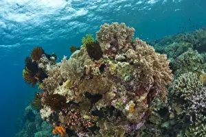 Images Dated 2nd June 2007: Scuba Diving at Tukang Besi / Wakatobi Archipelago Marine Preserve