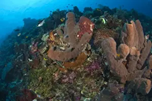 Scuba Diving at Tukang Besi / Wakatobi Archipelago Marine Preserve, South Sulawesi, Indonesia, S