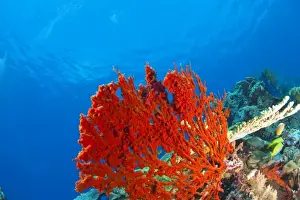 Scuba Diving at Tukang Besi / Wakatobi Archipelago Marine Preserve, South Sulawesi, Indonesia, S
