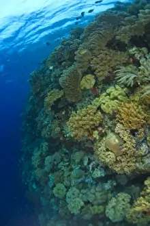 Scuba Diving at Tukang Besi / Wakatobi Archipelago Marine Preserve, South Sulawesi, Indonesia, S