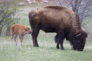 SD, Custer State Park, Bison mother and calf, Bison bison