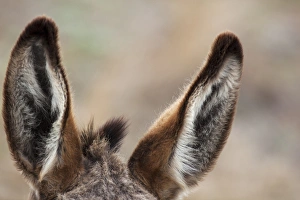 Burro Prints: SD, Custer State Park, Wild Burro, Burro ears