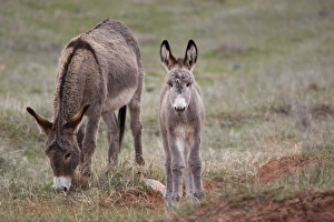 Burro Prints: SD, Custer State Park, Wild Burros, mother and baby