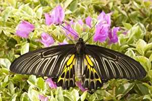 Butter Fly Prints: SE Asia, Thailand