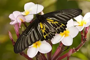 Butter Fly Prints: SE Asia, Thailand, Khon Kaen, The Golden Birdwing (Troides aeacus malaiianus)