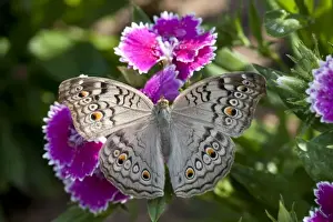 Butter Fly Prints: SE ASIA, THAILAND, KHON KAEN, The grey Pansy (Junonia atlites atlites)