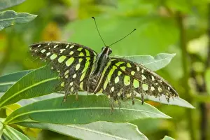 Butter Fly Prints: SE Asia, Thailand, Tailed Jay Butterfly (Graphium agamemnon)