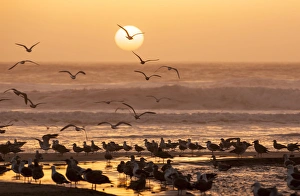 Skies Prints: Sea birds on beach. Sun setting in mist. Santa Cruz coast, California, US