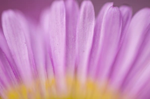 Sea daisy, California native flowers, Los Angeles, California