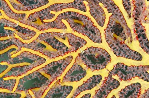 Sea Fan Gorgonia (Gorgonia), Rainbow Reef, Fiji. South Pacific