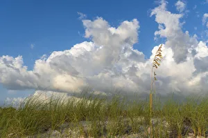 Images Dated 2017 August: Sea grass and oats frame the dramatic cloudy sky
