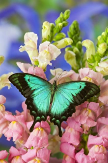 Images Dated 2nd November 2014: Sea Green Swallowtail Butterfly, Papilio lorquinianus