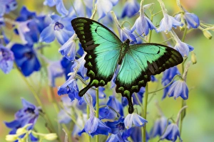 Sea Green Swallowtail Butterfly, Papilio lorquinianus