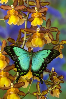 Images Dated 29th November 2014: Sea Green Swallowtail Butterfly, Papilio lorquinianus