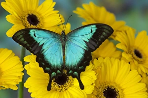Images Dated 2nd November 2014: Sea Green Swallowtail Butterfly, Papilio lorquinianus