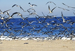 Gull Prints: Sea Gulls on American Beach, Jacksonville, FL