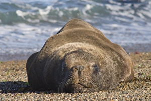 Images Dated 15th November 2007: sea lion, Peninsula Valdez, Chubut Province. Unesco World Heritage Site, Patagonia