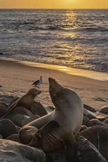 Stretching Prints: Sea lion stretches on a rock, with a juvenile watching in the sunset
