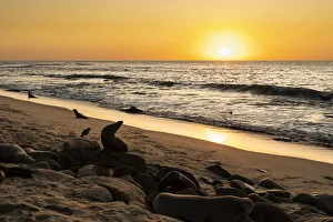 Stretching Prints: Sea lions on the beach, swimming, sleeping and moving about at sunset