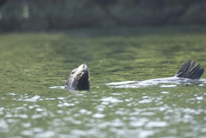 Images Dated 14th September 2006: Sea Lions Cavorting Near Batley Island, Broken Island Group, Pacific Rim National Park Preserve
