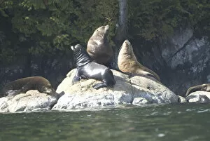 Images Dated 14th September 2006: Sea Lions Cavorting Near Batley Island, Broken Island Group, Pacific Rim National Park Preserve