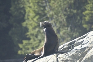 Images Dated 14th September 2006: Sea Lions Cavorting Near Batley Island, Broken Island Group, Pacific Rim National Park Preserve