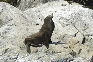 Images Dated 14th September 2006: Sea Lions Cavorting Near Batley Island, Broken Island Group, Pacific Rim National Park Preserve
