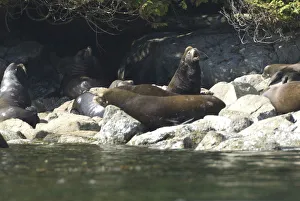 Images Dated 14th September 2006: Sea Lions Cavorting Near Batley Island, Broken Island Group, Pacific Rim National Park Preserve