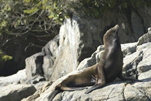 Sea Lions Cavorting Near Batley Island, Broken Island Group, Pacific Rim National Park Preserve