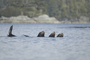 Sea Lions Cavorting Near Batley Island, Broken Island Group, Pacific Rim National Park Preserve