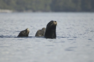 Images Dated 14th September 2006: Sea Lions Cavorting Near Batley Island