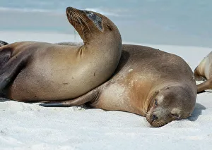 Love Prints: These sea lions cuddle at Gardner Bay, Espanola Island