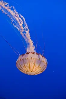 Marine Invertebrate Prints: Sea Nettle (Chrysaora sp. ) on display at the Monterey Bay Aquarium