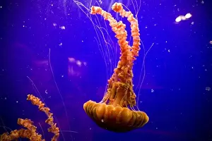 Marine Invertebrate Prints: Sea Nettles (Chrysaora fuscescens) on display at the Monterey Bay Aquarium - Monterey