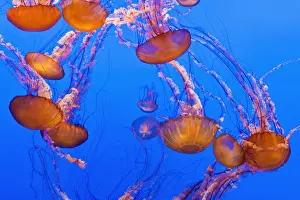 Images Dated 29th June 2010: Sea nettles (Chrysaora fuscescens) at the Monterey Bay Aquarium, Monterey, California